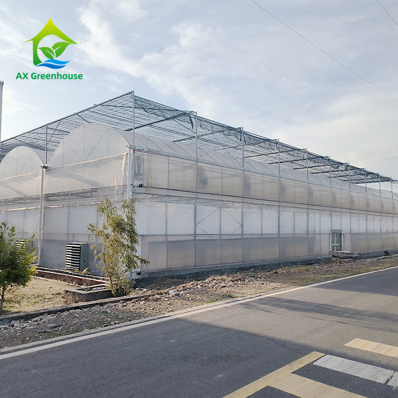 Metal Frame Durable Multi Span Plastic Film Greenhouse For Agriculture Farming
