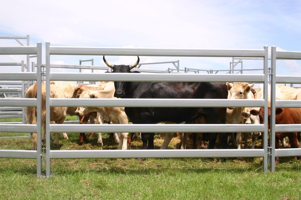 2019 hot sale Australia market 1.8x2.1m oval pipe cheap cattle fencing panels for sale/cattle yard design