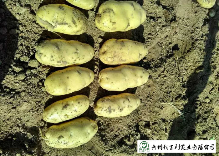 Delicious Fresh Potato Can Used As A Vegetable Or As A Staple Food