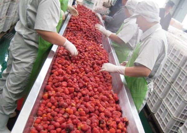 Quality Industrial Mulberry Raspberry Berry Processing Equipment High Stability for sale
