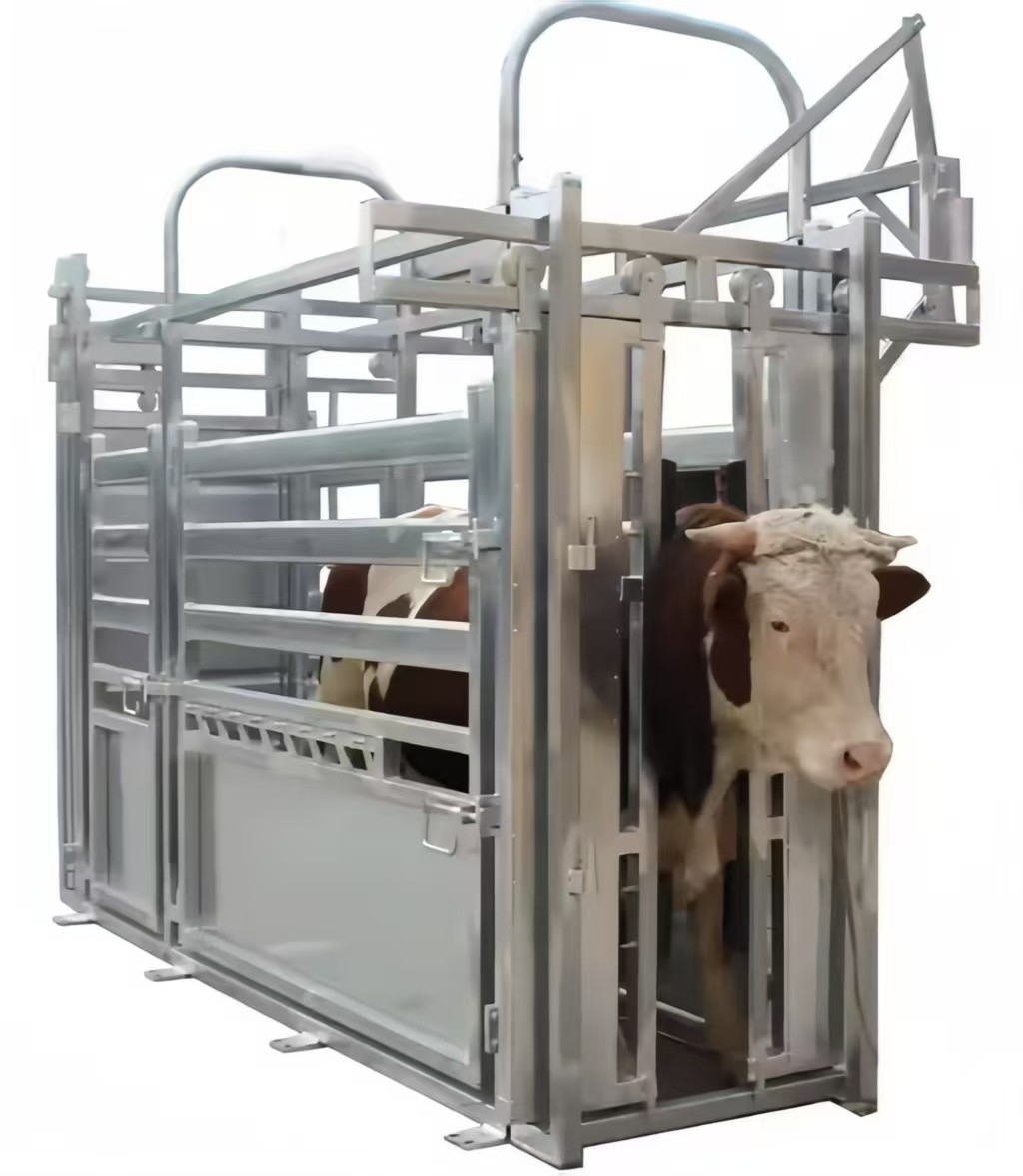 Livestock Shelter Dairy Farm Barn Custom Steel Structure Cow Shed For Live Cattle