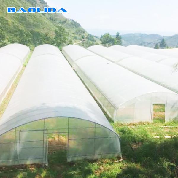 Tropical Tunnel Plastic Greenhouse / Customized Agricultural Greenhouse