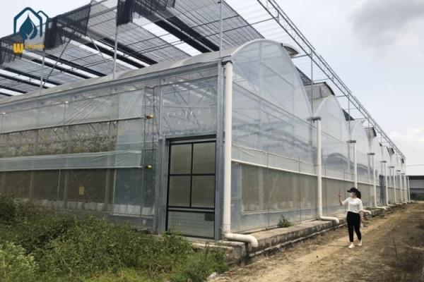 Agriculture Multispan Vegetable Growing Greenhouse Tunnel Multi Span Film