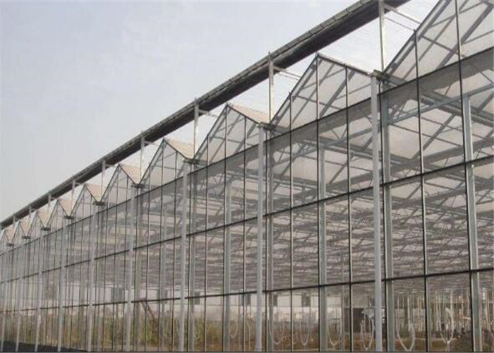 Simple Construction Agricultural Glass Greenhouse Venlo Type Greenhouse For Vegetables