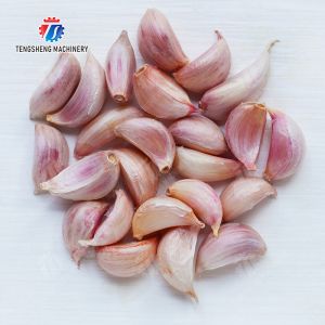 Garlic splitting machine minced garlic processing production Line