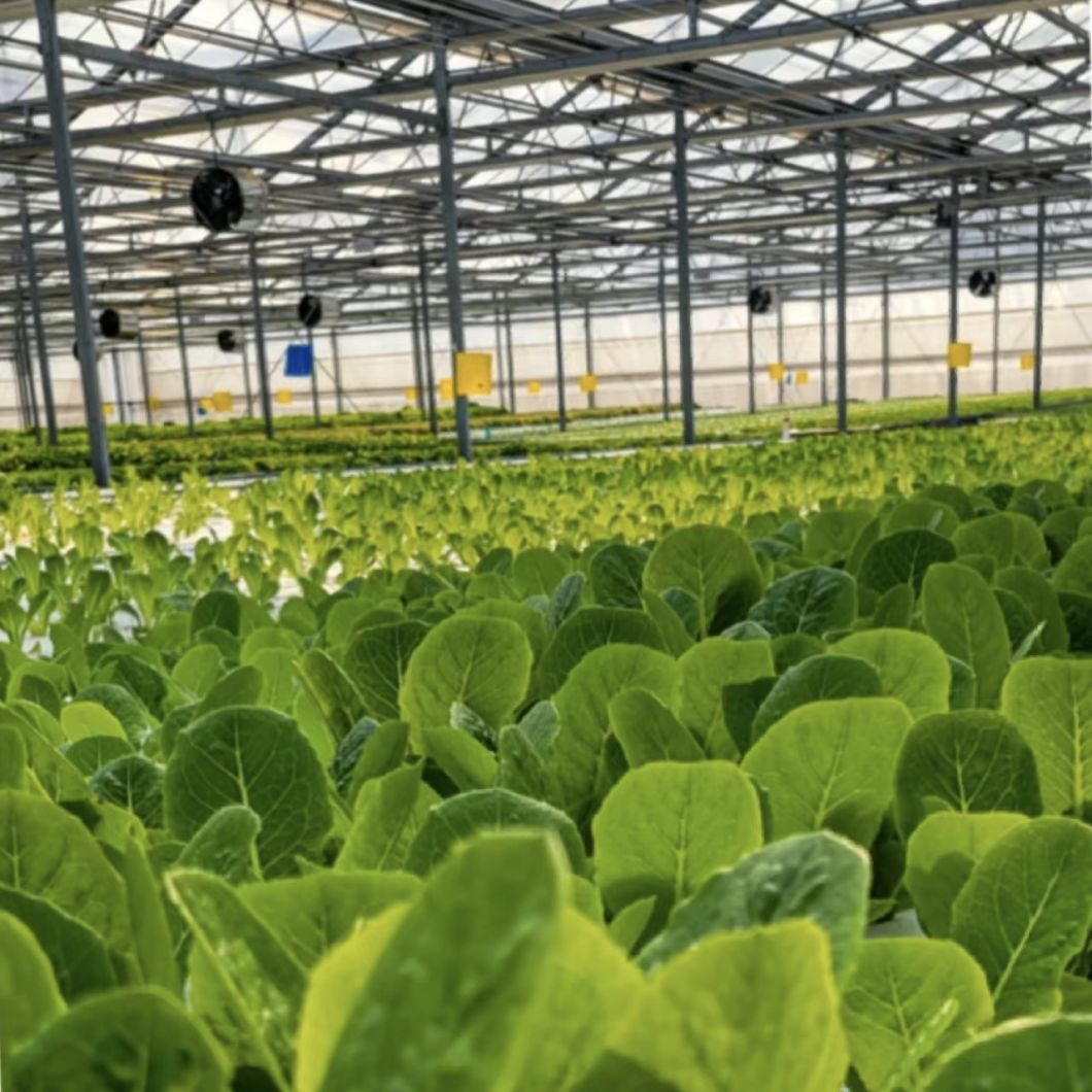 Drip Irrigation Glass Greenhouse Hydroponic Setup