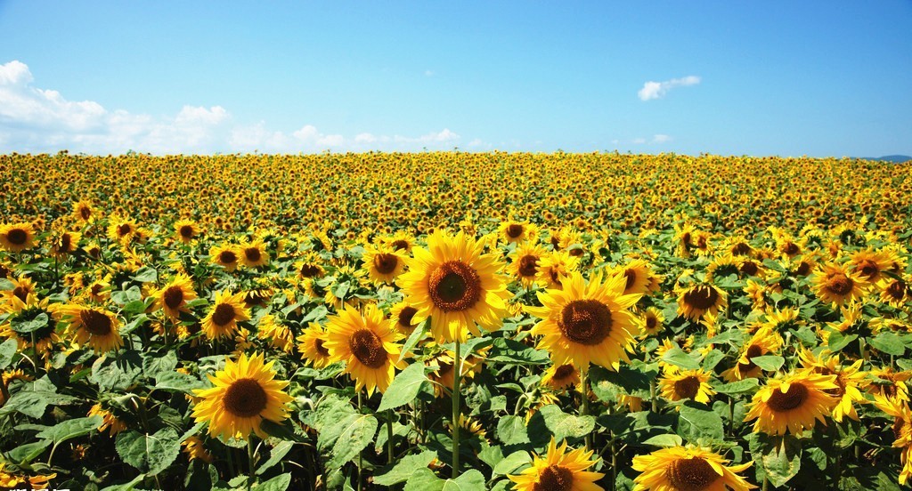 Factory Bulk wholesale Sunflower Seeds Kernel/Sunflower Seeds Best seller on Amazon