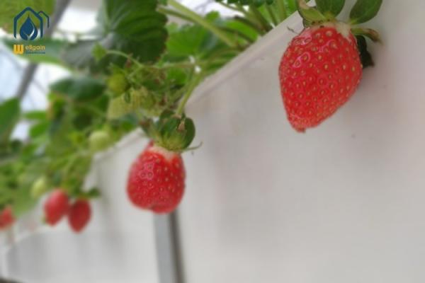 Greenhouse Trapezoidal PVC Strawberry Growing Troughs Vertical Tomato Growing