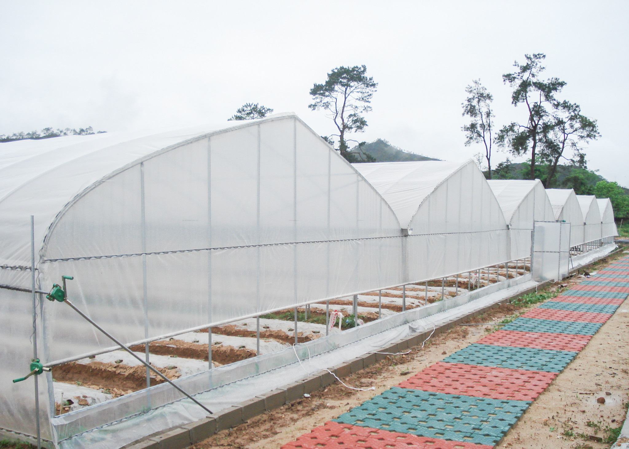 Agricultural Vegetable Commercial Poly Tunnel Greenhouse With Plastic Cover