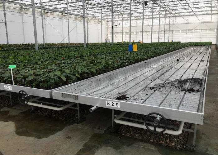 Water Production Agricultural Greenhouse Manufacturer Growing Hydroponic System Rooling Bench System