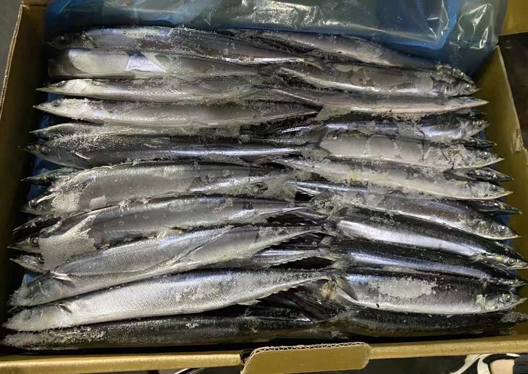 2# BQF Frozen Pacific Saury Fish With High Protein