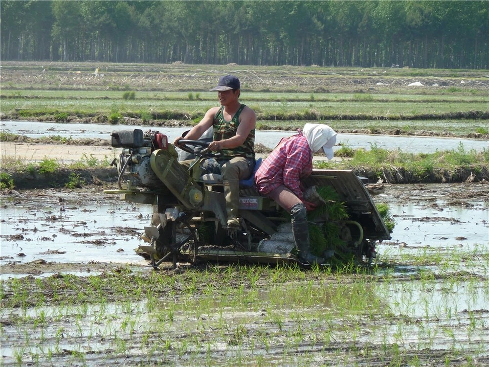 Double Planting Arm 6 Row Rice Transplanter Machine 300mm Row Space