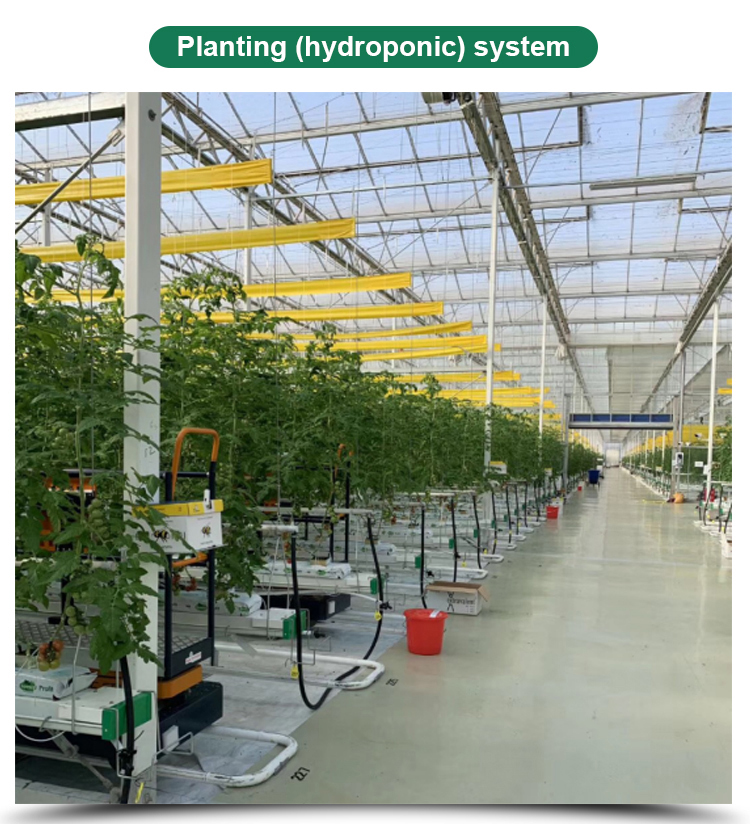 Multi-span Agricultural Glass Greenhouse with Film Covering Width 8m or Customizable