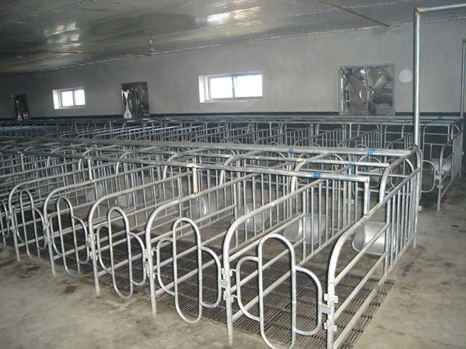 Pig project-Individual stall