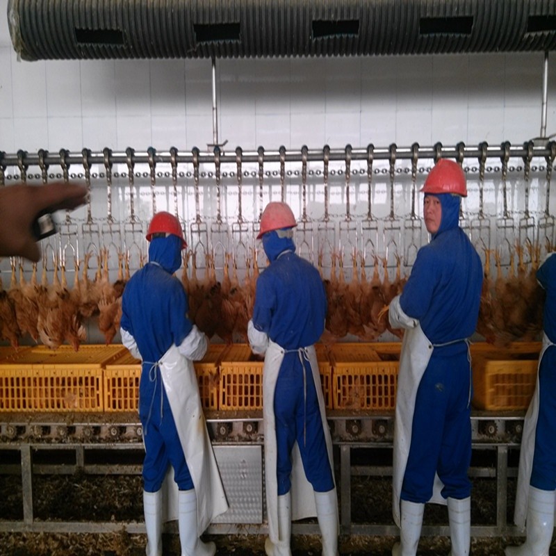 Halal Poultry Automatic Chicken Slaughtering Machine 300BPH To 10000BPH