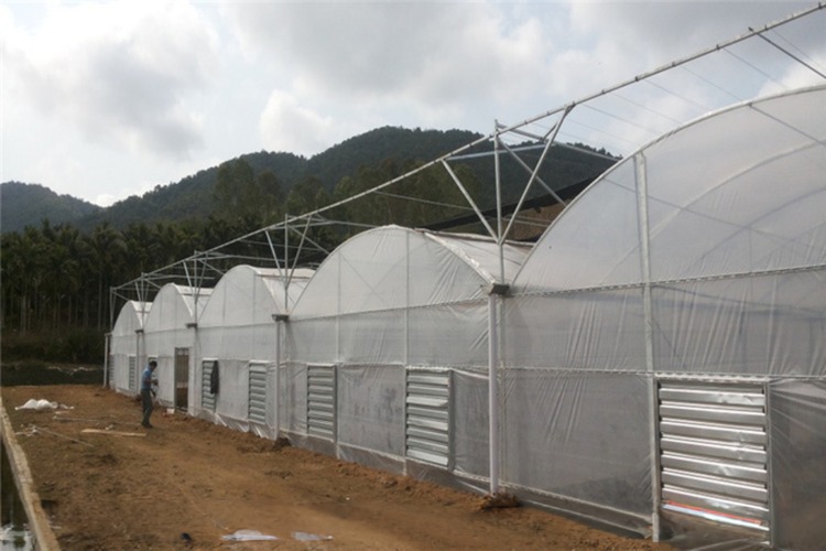 4.0-8.0M Height Agriculture Multi Span Plastic Film Greenhouse For Tomato Turnkey Project