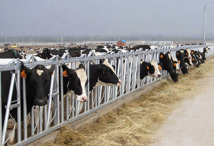 Galvanized Steel Fence Cow Ring Hot Galvanized Livestock Fencing Squeeze Chute Hot Dipped