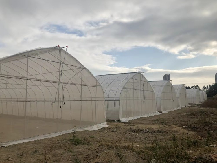 Agricultural Tunnel Greenhouse Single Span PE Film Greenhouse For Flowers Plant