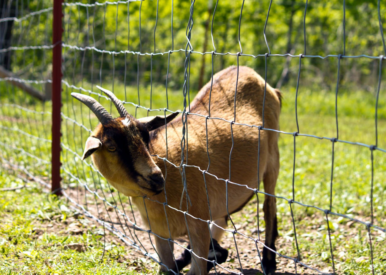 Steel 1.8mm Diameter Wire Cattle Fencing With 8foot Height
