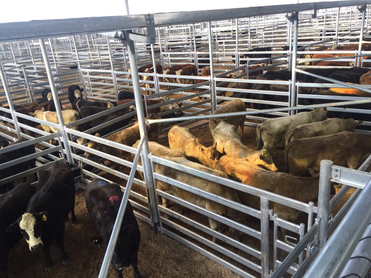Pins Connections 1.8x2.1m Heavy Duty Cattle Panel For Farm Livestock Corral