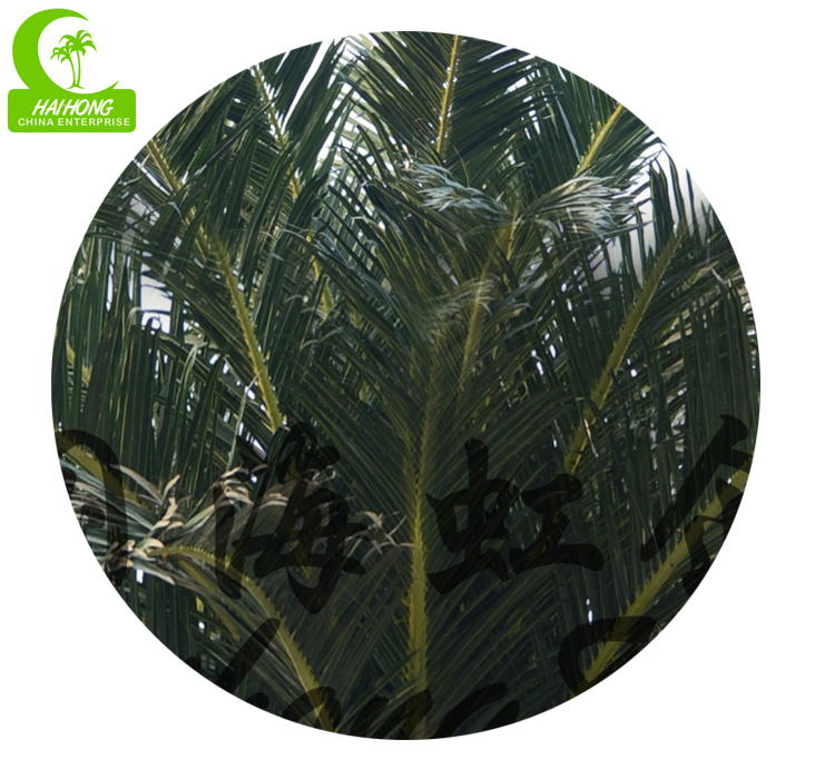 Middle east date palm tree