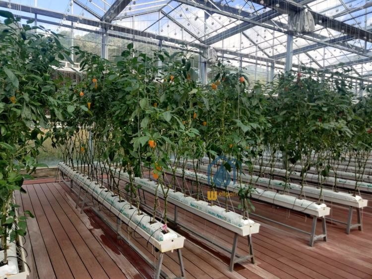 Greenhouse Substrate Gutter Growing System Hydroponic Plastic Tomato Growing Trough