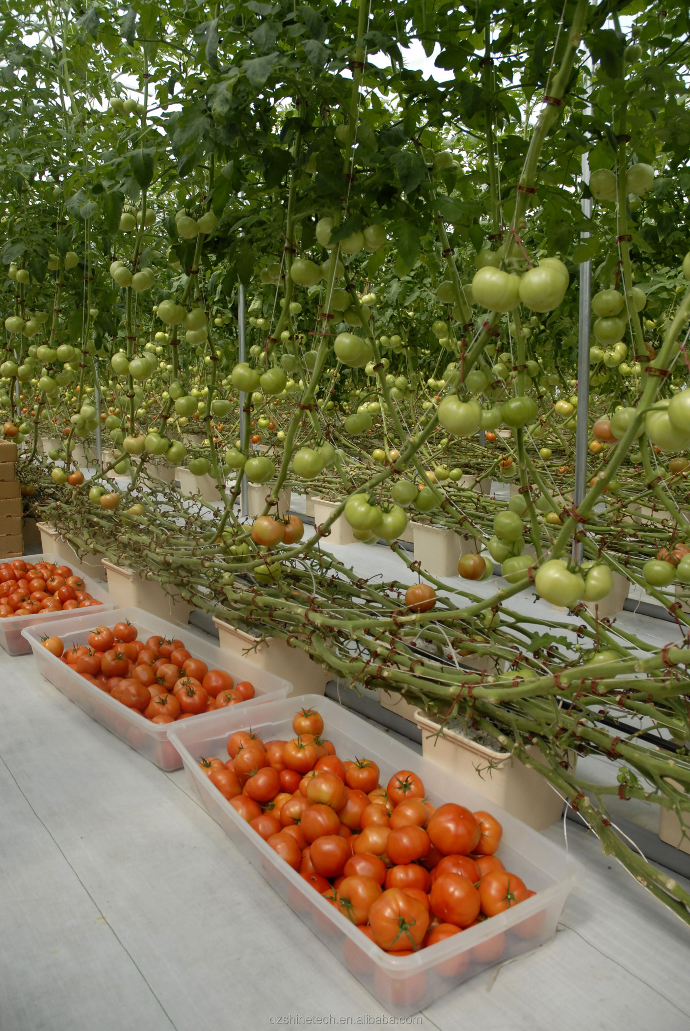 Film Cover 50x8m Single Span Type Agricultural Tunnel Greenhouse with 3.5-5M Height