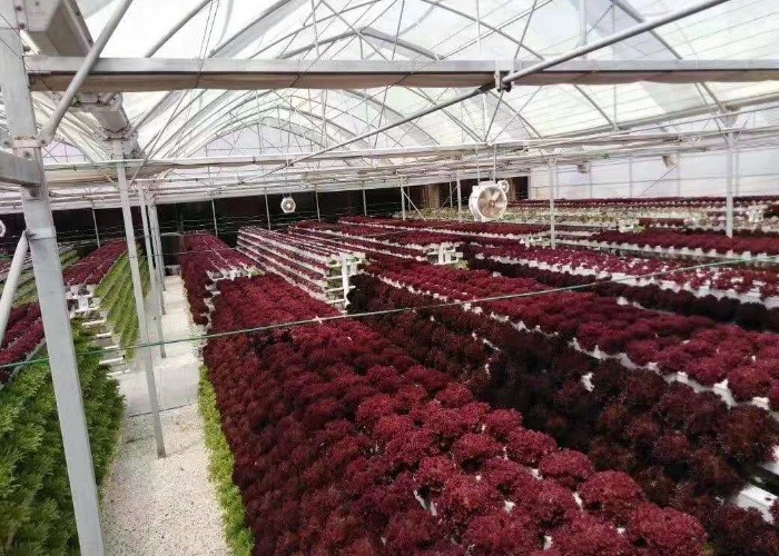 Vertical Nft Hydroponic Growing Channel Grow System For Lettuce Salad Vegetables