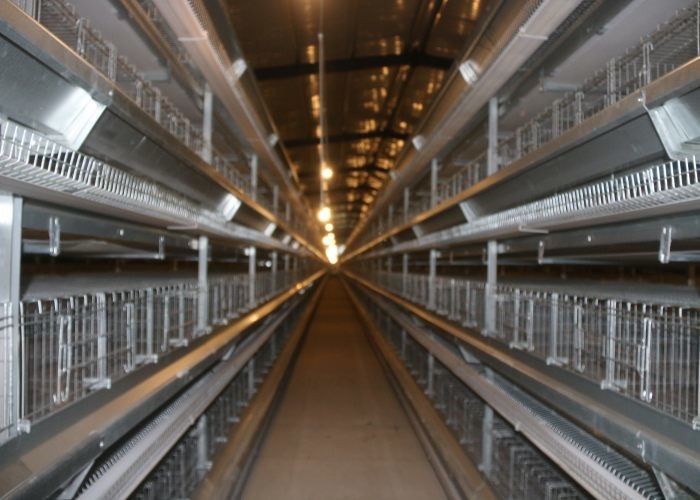 Double Side Automatic Egg Collection System / Egg Farm Machinery Simple Structure