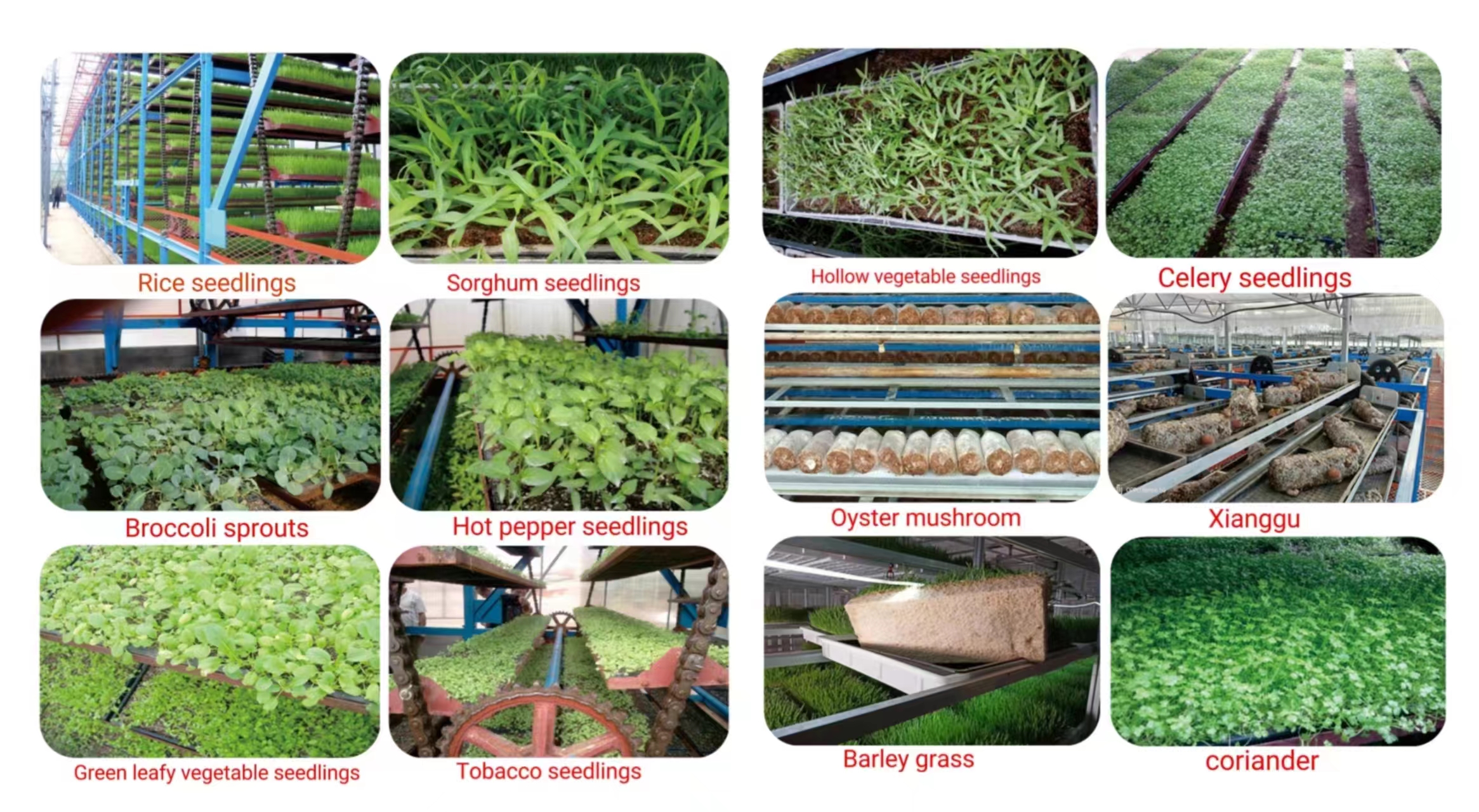 W-Frame Upward Circulating Vegetable Seedlings Cultivating Machine for Vertical Farm