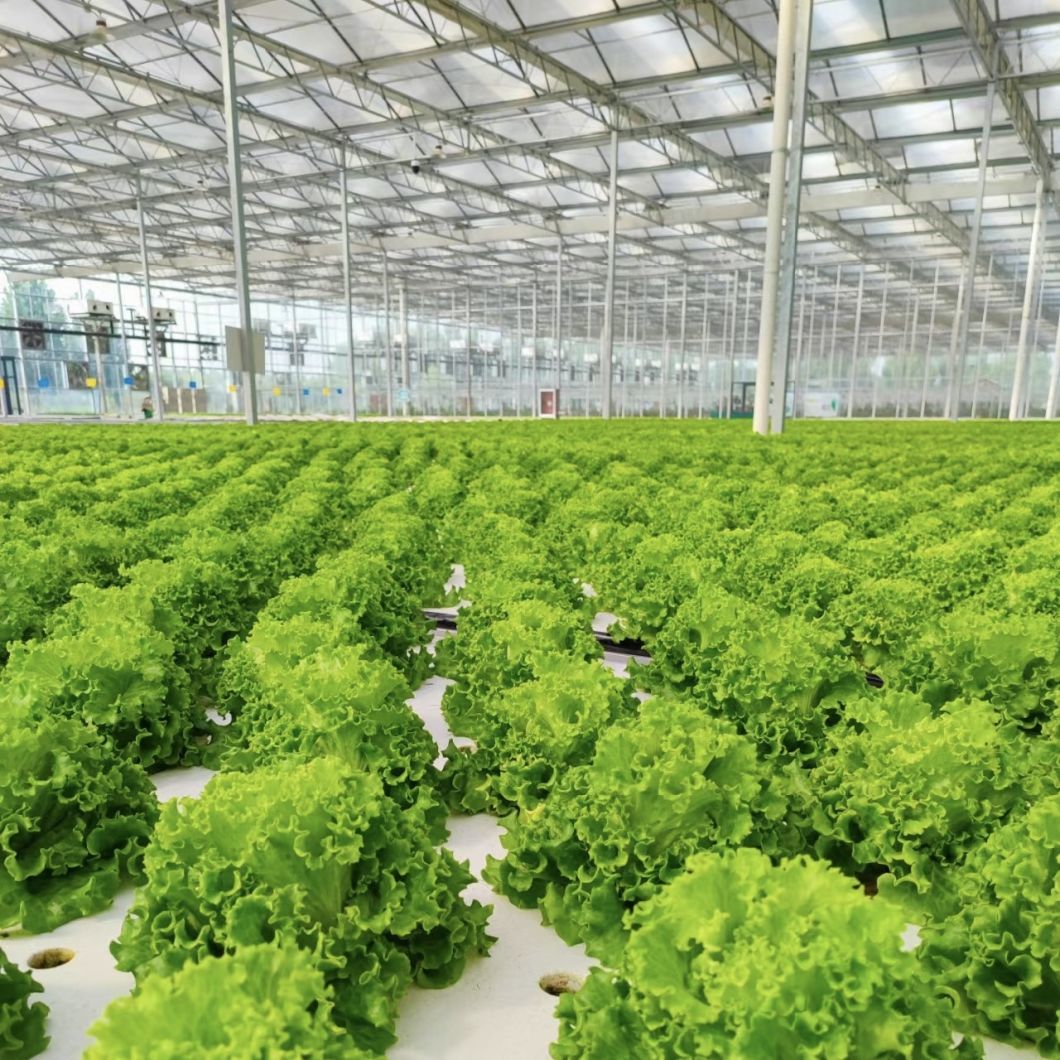 Float Single Layer Glass Greenhouse for Vegetables