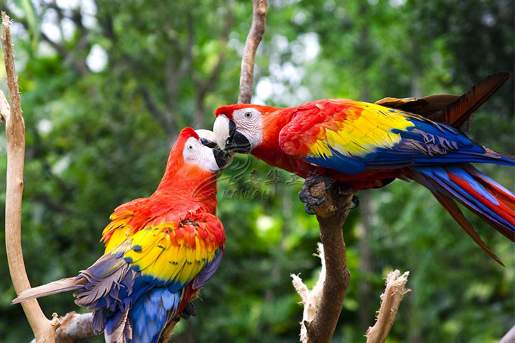 Animatronic Scarlet Macaw With Hairy , Life Size Models Of Animals