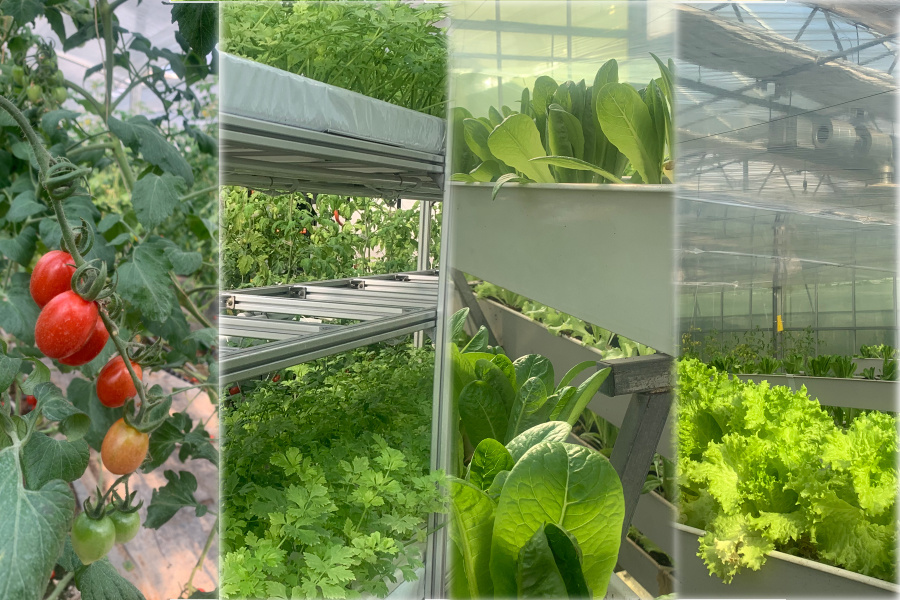 China Dual-Layer Film Greenhouse for Pepper Cultivation