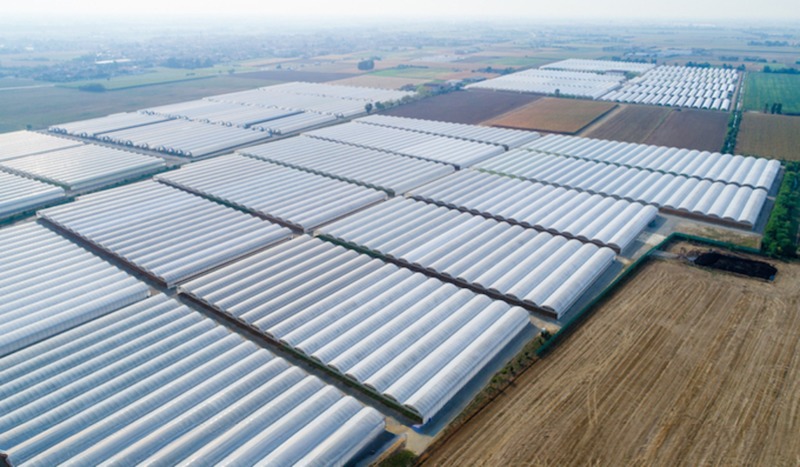 Intelligent Greenhouse For Tomato Cultivation Multi Span Film Green House By Shine Tech