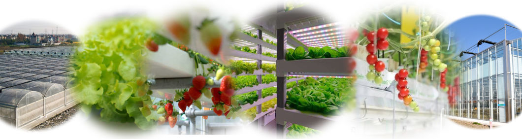 Soilless Culture Film Greenhouse Design for Vegetables and Temporary Heating Method