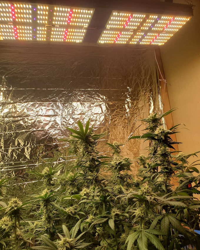 BAVAGREEN 240W Pro full spectrum SAMSUNG LM301H LED Grow Light for cannabis 5