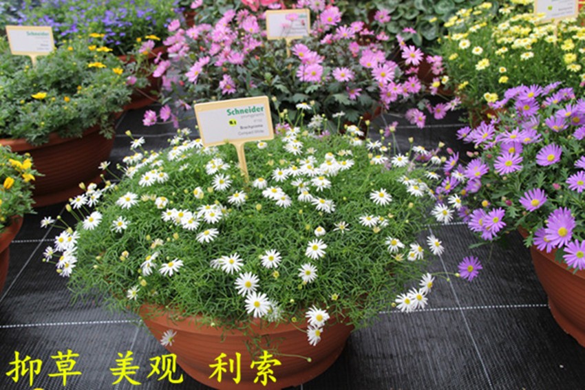 200m Length Anti UV Plastic Mulch Film Gardenmate Woven Weed Control Fabric