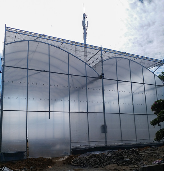Excellent Natural Ventilation Sawtooth Greenhouse With Hot Dipped Galvanized Frame And High Roof For Agriculture