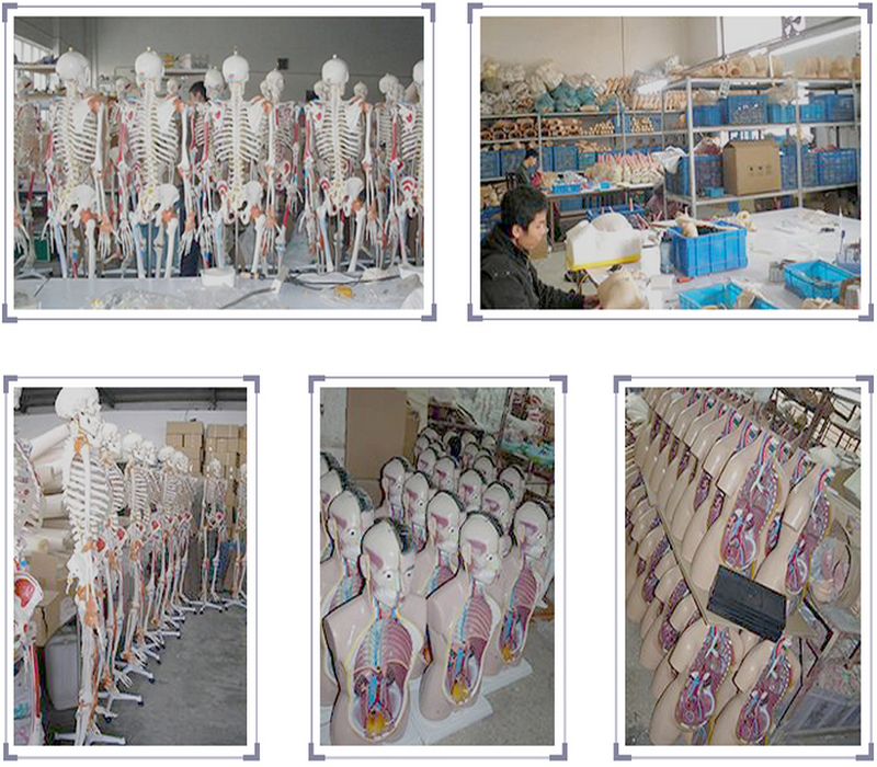School Medical Simulation Pvc 180cm Tall Human Skeleton Model