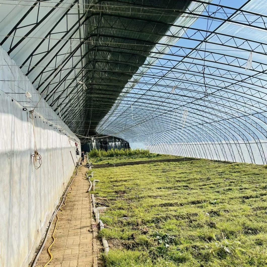 Hydroponics Vegetable Sunlight Greenhouse