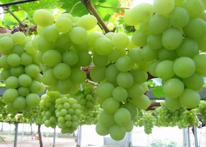 Non-GMO Soybean Meal Amino Acid Fertilizer Powder for Plants Use