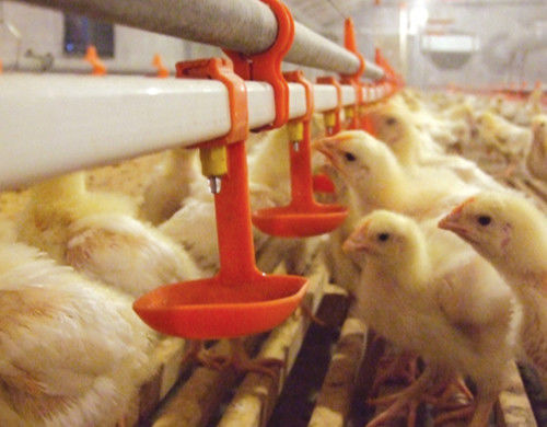 Anti Corrosion Automatic Nipple Chicken Poultry Drinker Water Cup