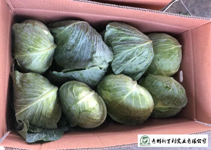 2.5 Kg / Per Fresh Green Cabbage HACCP / GAP Standard For Salad Factory