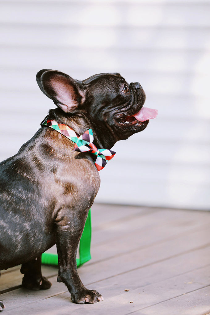 3.94in 10cm Red Rainbow Dog Bowtie Plaid Dog Collar With Bow