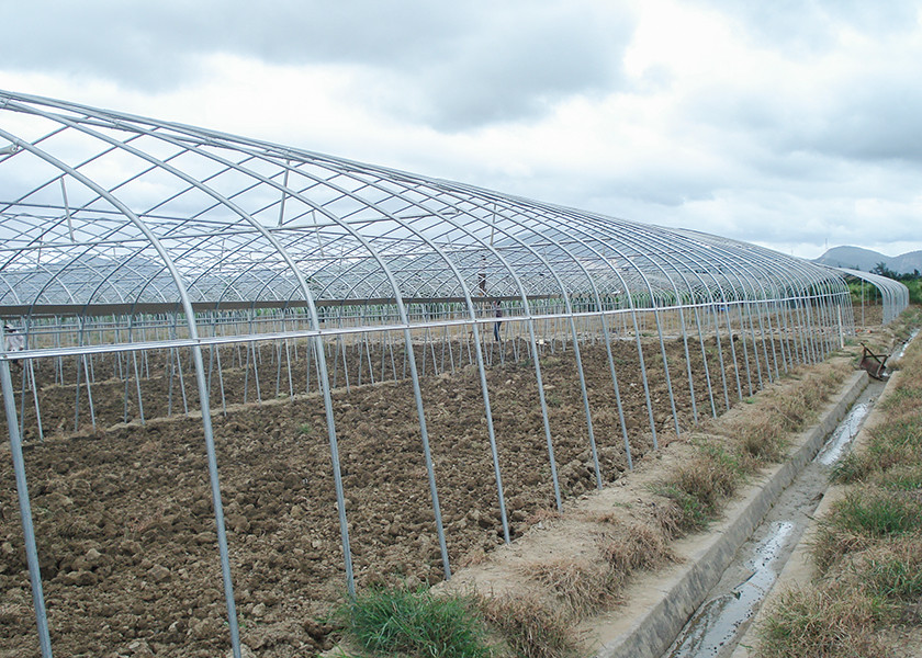 Galvanized Frame Single Span Greenhouse For Thriving Vegetables Poly Tunnel Garden