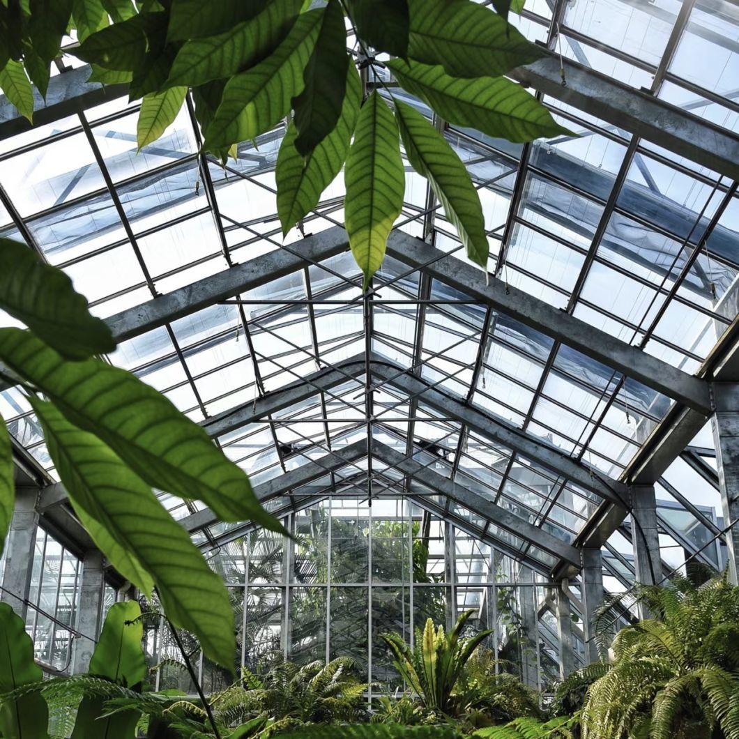 Hydroponic Glass Greenhouse with Shading Screen