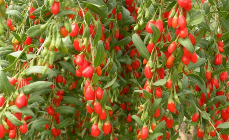Hot Selling New Fresh Organic Dried Fruit Chinese Goji Berries