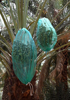 Get the Best HDPE Mesh Bag for Date Palm Rain Protection in Dubai at Affordable