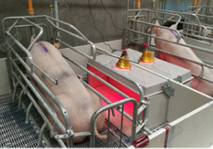 Durable Pig Farm Equipment Nursery Weaning Crate Weaning Fence For Piglets PE Plate