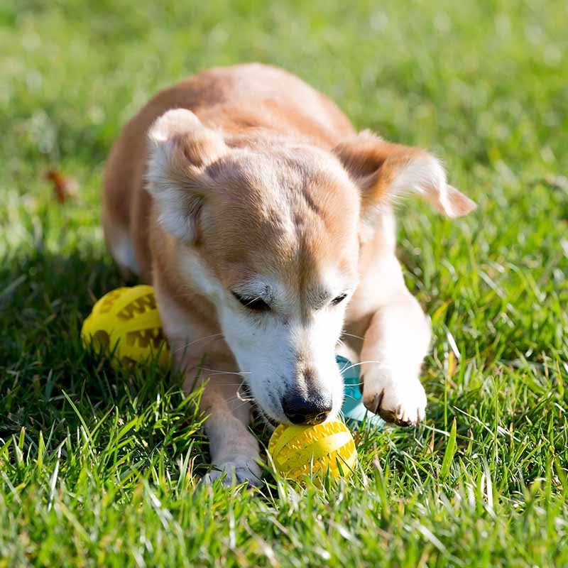 Red Rubber Interactive Pet Ball Pet Chew Toys 6cm 7cm Unbreakable Dog Ball